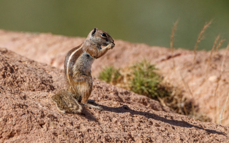 Invasive Moroccan Squirrel Threatens Canary Islands' Ecosystem