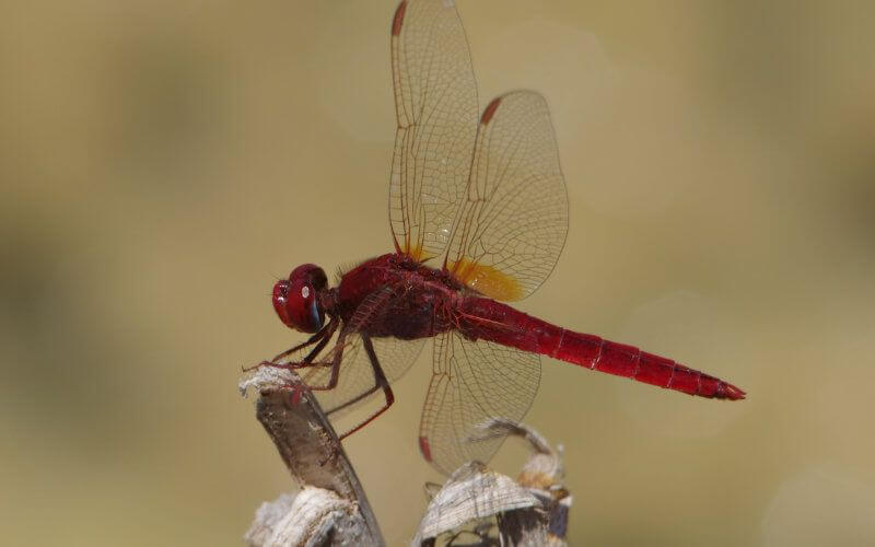 Invasive "Scarlet" Insect Threatens Cactus Fields in Meknes, Morocco