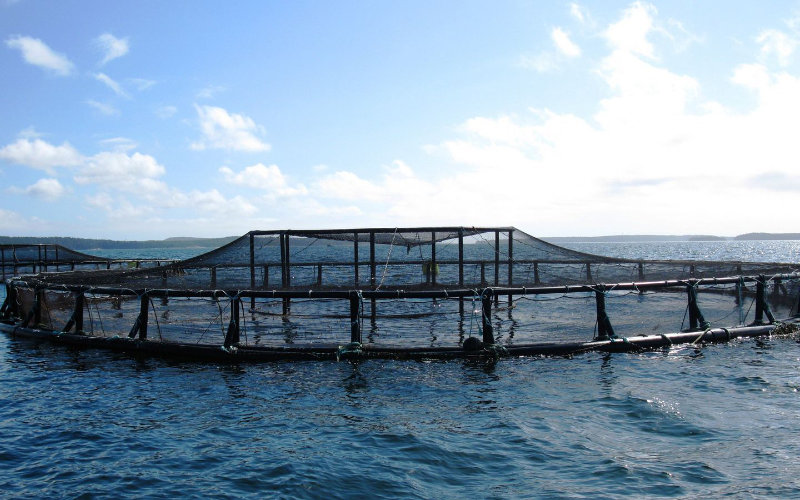 Israel Launches Major Aquaculture Project in Moroccan Sahara, Strengthening Ties
