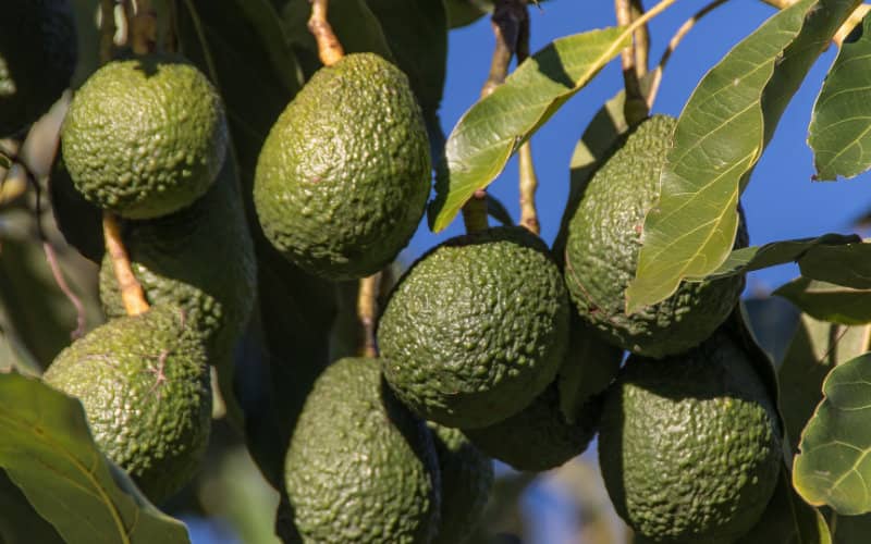 Israeli Agri-Food Giant Mehadrin Expands Avocado Production to Morocco
