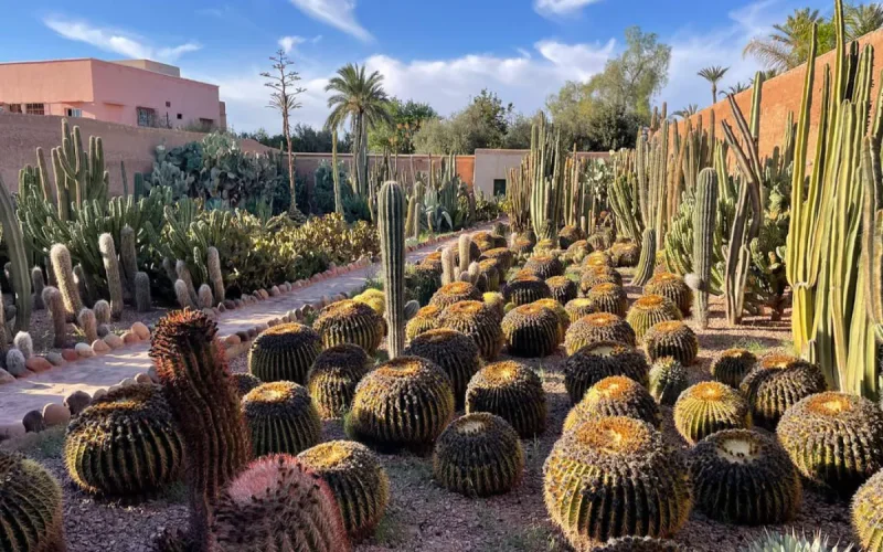 Israeli con artist arrested in Marrakech after Interpol manhunt