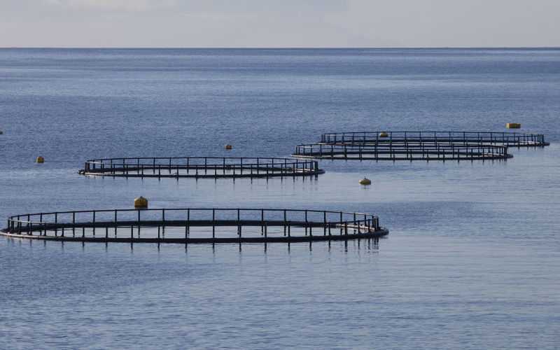 Israeli Firm to Build $10 Million Fish Farm in Tangier, Boosting Morocco's Aquaculture Sector