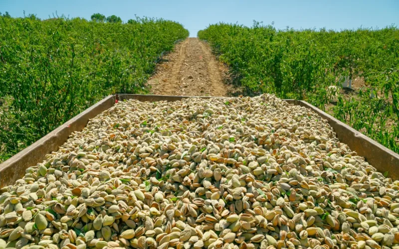 On its own, Morocco buys three times more American almonds than the rest of North Africa