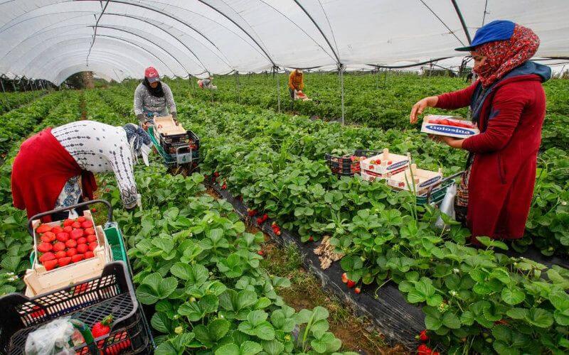 Labor Shortage Hits French Farms as 300,000 Seasonal Workers Needed