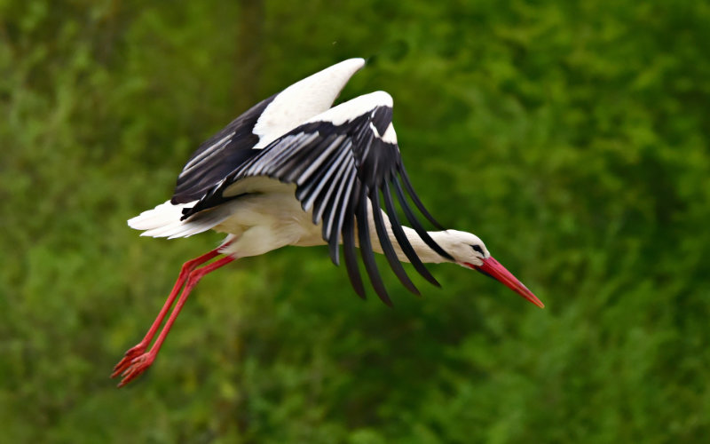 Landfill Closures in Spain and Morocco Threaten European Stork Migration
