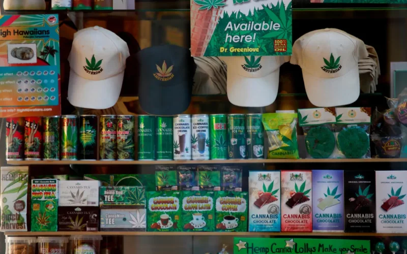 Legal cannabis in the Netherlands: smokers are abandoning the "made in Morocco