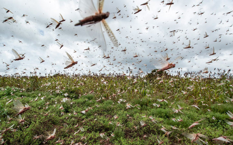 Locust Swarms Threaten Crops in Southern Morocco, Farmers Seek Government Aid
