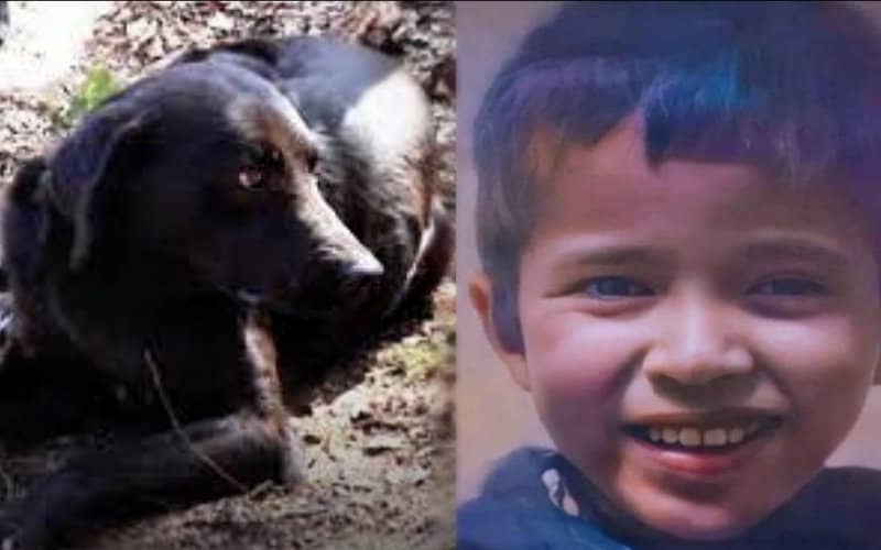Loyal Dog Keeps Vigil at Grave of Moroccan Boy Trapped in Well