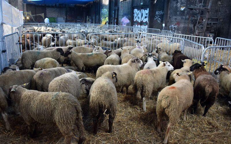 Lyon Imposes Strict Measures for Eid al-Adha Amid COVID-19 Concerns