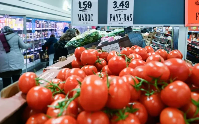 Made in Morocco" Floods Europe: How Moroccan Tomatoes Are Catching Up to Spain