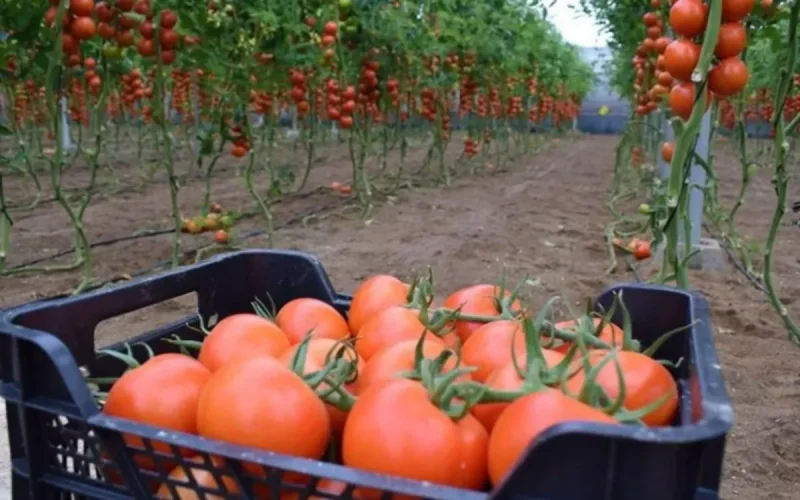 Madrid Refuses to Abandon Morocco, 11,000 Spanish Farmers Say They Are Paying the Price