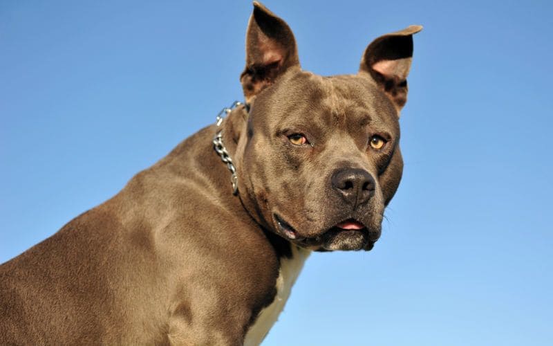 Man Arrested in Morocco for Threatening Police Officer with Dog, Sparking Social Media Outrage