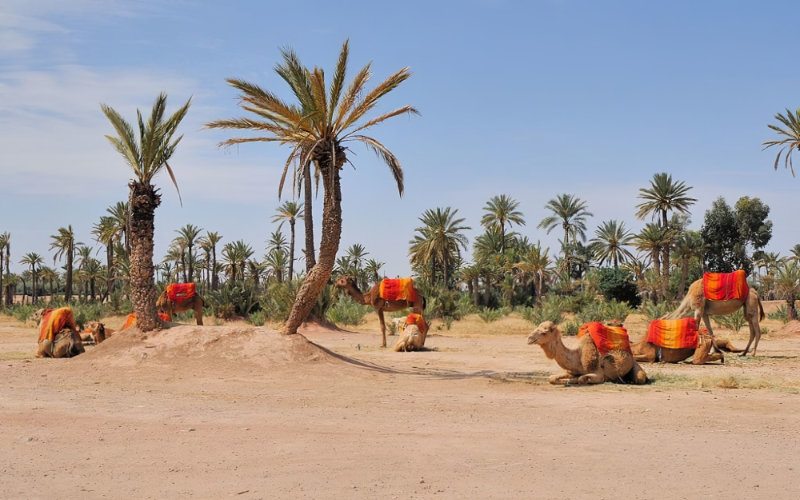 Marrakech's Ancient Palm Oasis Threatened by Urban Growth and Tourism