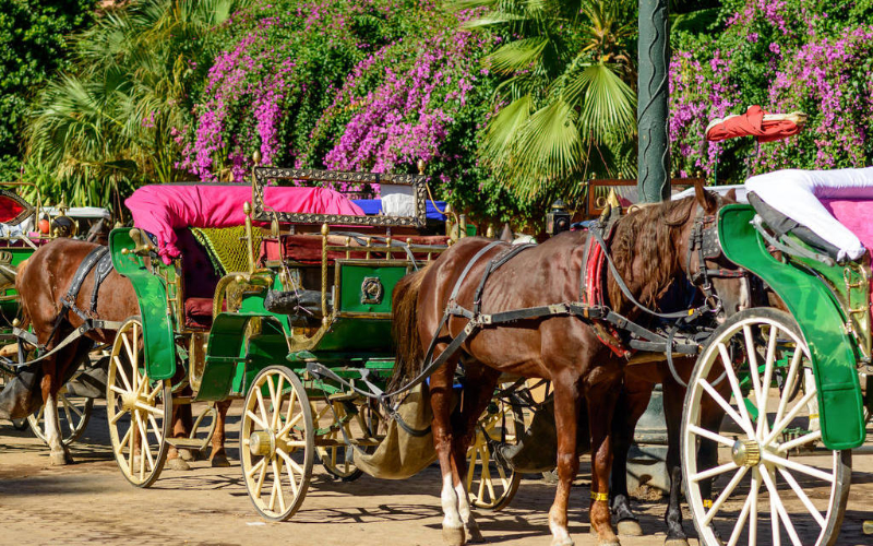 Marrakech's Tourism Slump Leaves Carriage Horses and Families in Crisis