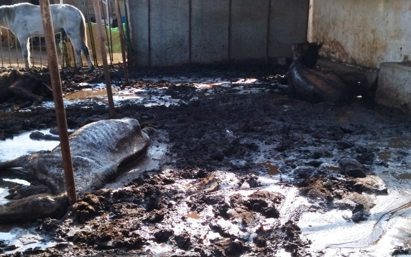 Mass Horse Deaths Spark Outrage in Morocco After Seizure Operation