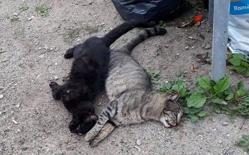 Mass Poisoning of Stray Cats in Casablanca Shocks Animal Advocates