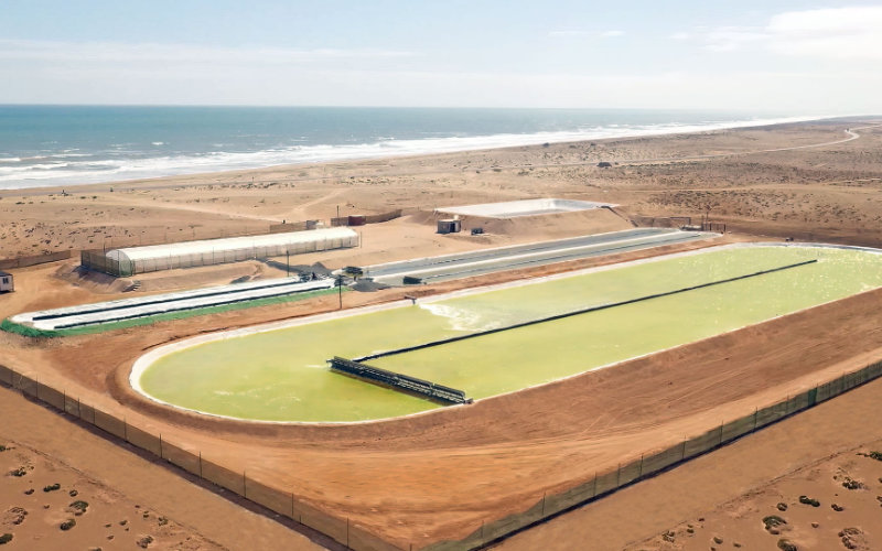 Massive Algae Farm in Morocco Aims to Combat Climate Change