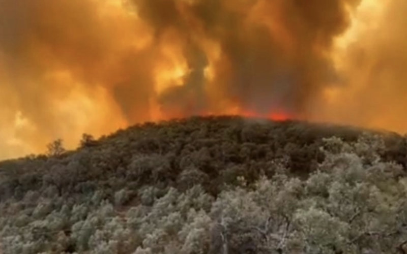 Massive Forest Fire in Morocco's Ouezzane Province Destroys 270 Hectares