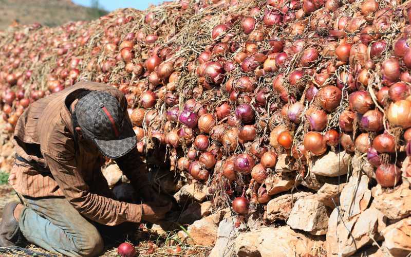 Merchant Arrested for Burning 59 Tons of Onions in Alleged Price Manipulation Scheme