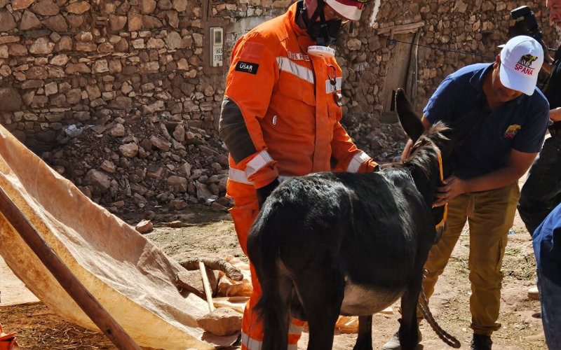 Miracle Rescue: Donkey Saved from Morocco Quake Rubble After 7 Days