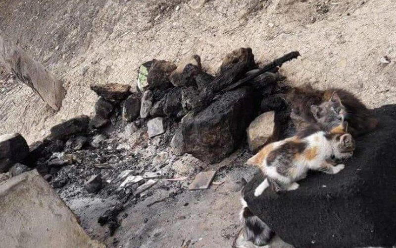 Moroccan Animal Rights Groups Demand Justice for Burned Cats in Safi