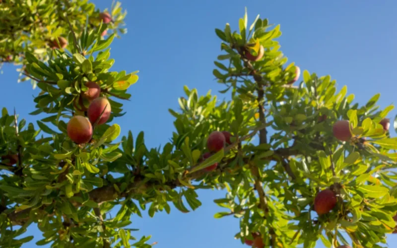 The Moroccan argan tree finally reveals all the secrets of its DNA!