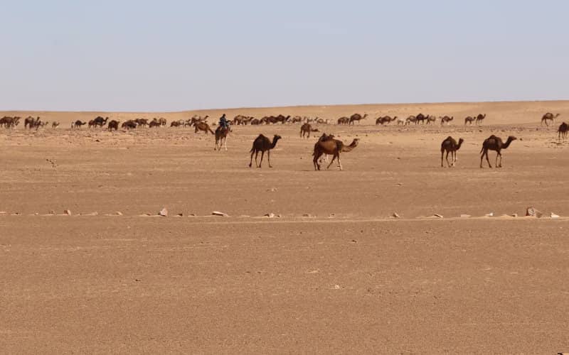 Moroccan Attack in Western Sahara Reportedly Kills Two Mauritanian Civilians