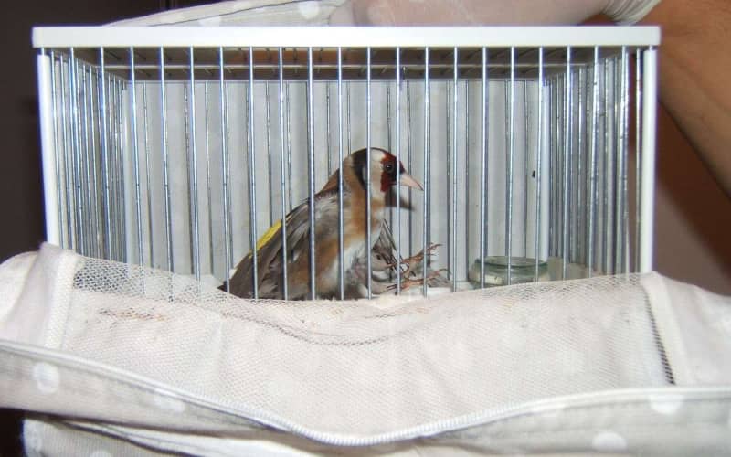 Moroccan Authorities Foil Smuggling of 720 Protected Goldfinches in Produce Truck