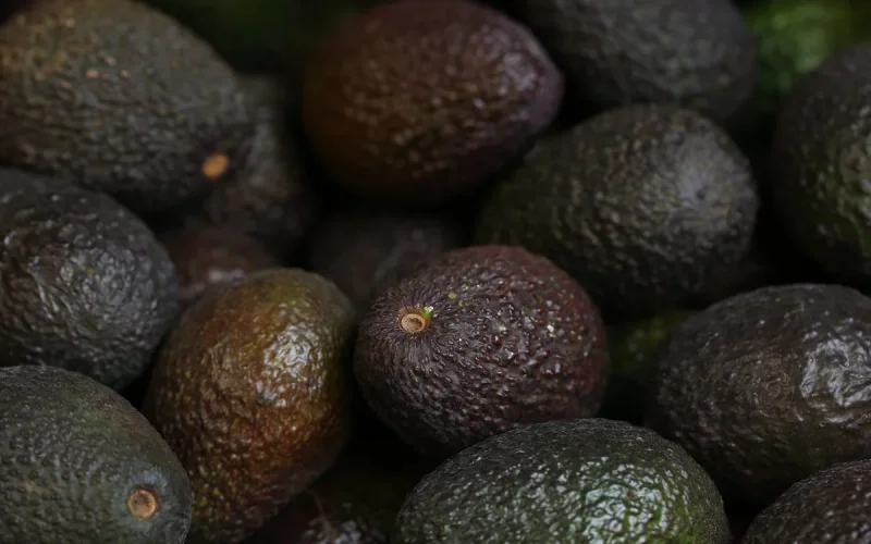 The Moroccan Avocado Breaks All Records