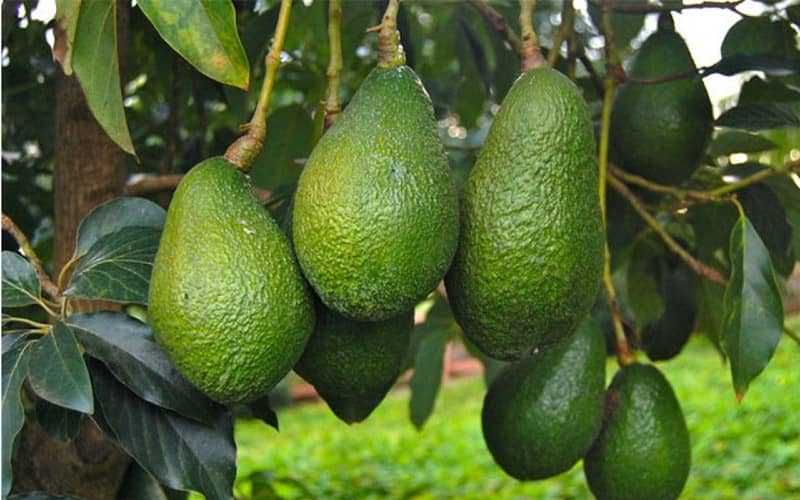 Moroccan Avocado Industry Refutes Spanish Farmers' Claims Amid EU Market Tensions