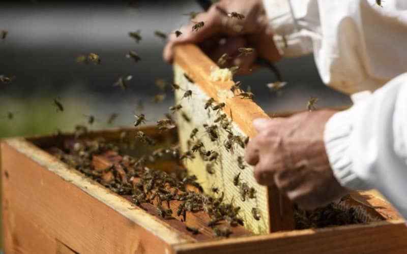Moroccan Bee Crisis: Colony Collapse Threatens Honey Industry