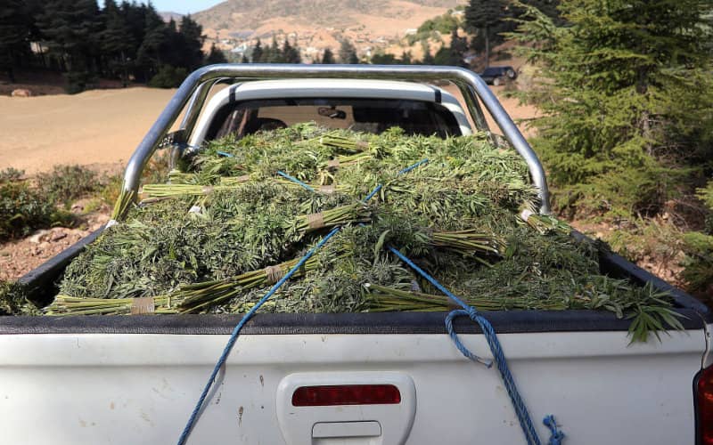 Moroccan Cannabis Advocate Opposes Recreational Legalization, Citing UN Convention