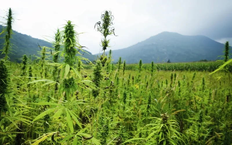 Moroccan Cannabis Loses Ground to North American Competition