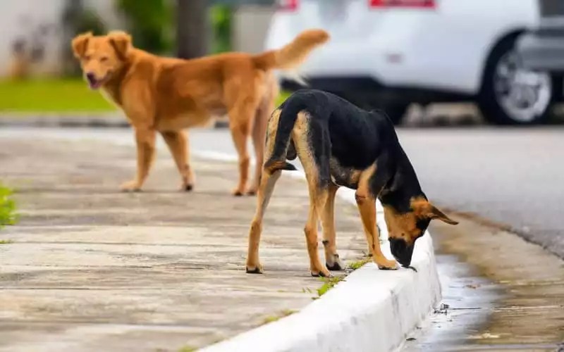 Moroccan Cities Grapple with Growing Stray Dog Problem, Safety Concerns