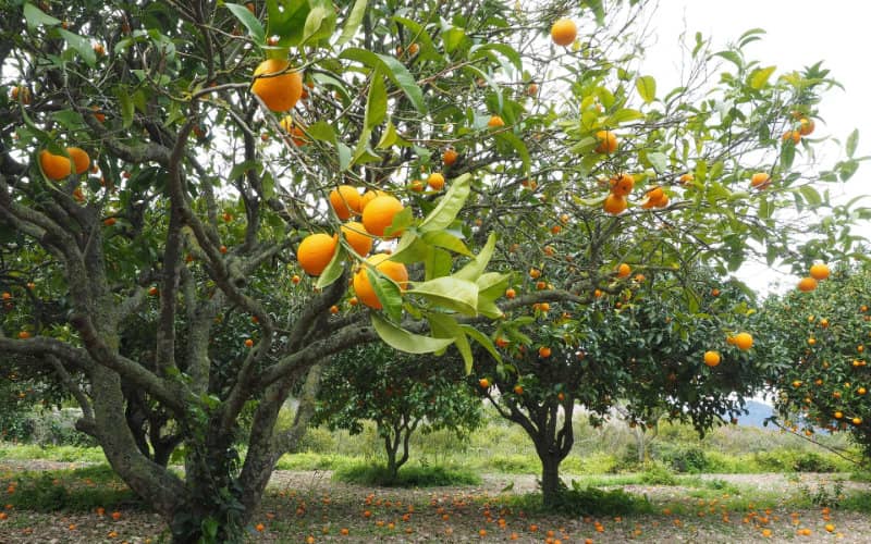 Moroccan Citrus Exports to UK Surge 20%, Reaching 650,000 Tonnes