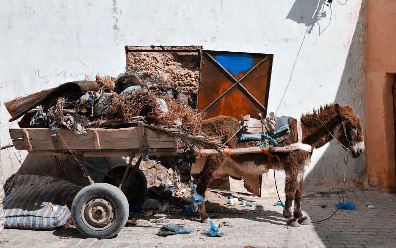 Moroccan City Bans Animal-Drawn Carts on Major Roads to Improve Safety and Cleanliness