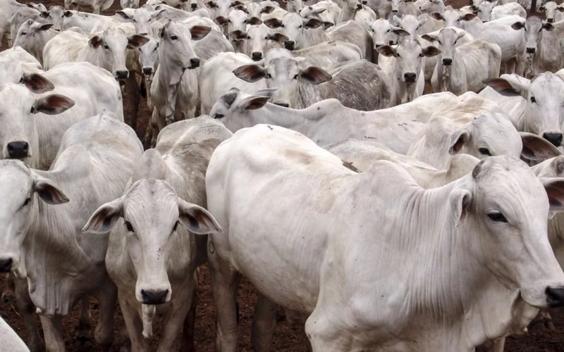 Moroccan Consumers Shun Brazilian Beef Amid Import Controversy