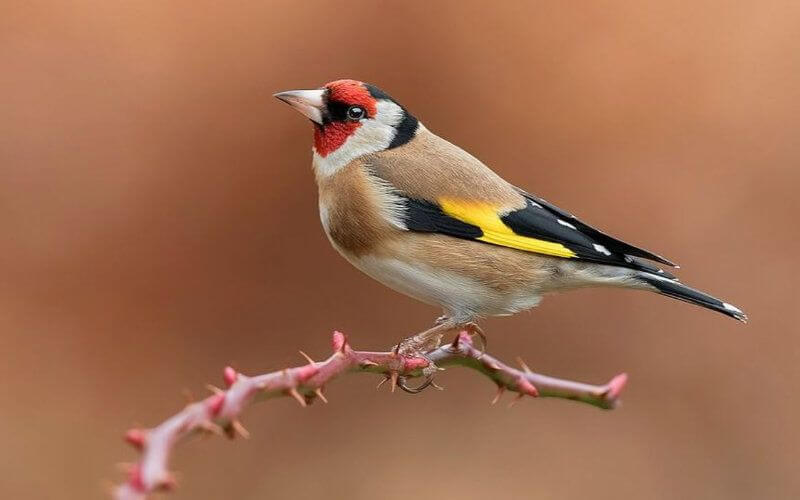 Moroccan Customs Seize 1,680 Endangered Goldfinches in Smuggling Bust
