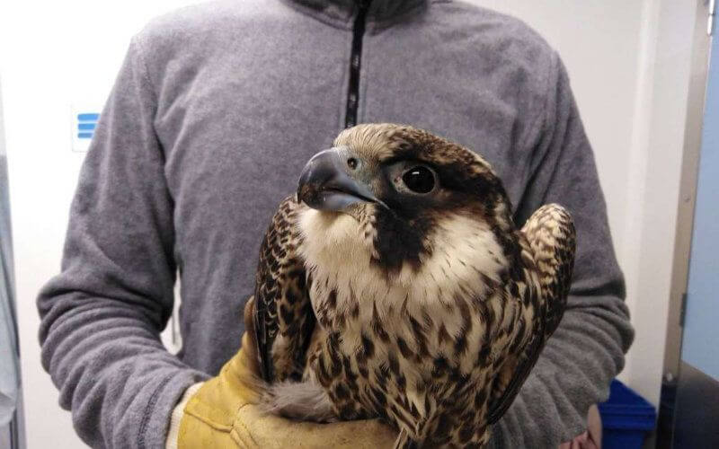 Moroccan Customs Seize 26 Smuggled Falcons at Casablanca Airport