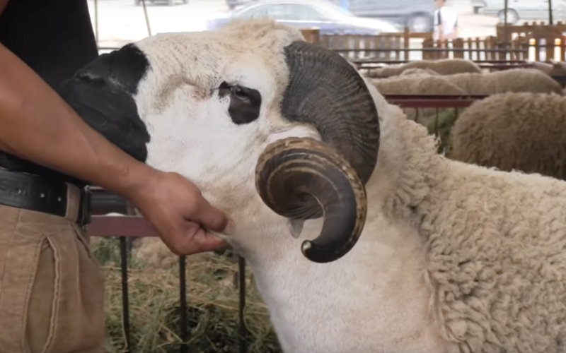 Moroccan Eid Al-Adha Sheep Prices Surge, Costing Families Up to 1,500 Dirhams More