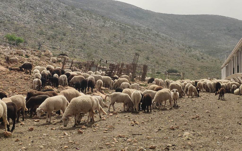 Moroccan Eid Cancellation Deals Blow to Spanish Sheep Farmers