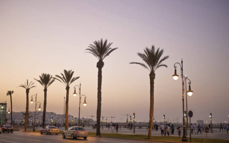 Moroccan Environmentalists Petition Against Urban Palm Tree Planting