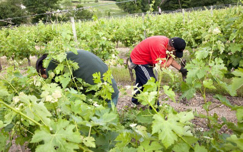 Moroccan and European Seasonal Workers Sustain Lot-et-Garonne Agriculture Amid Pandemic