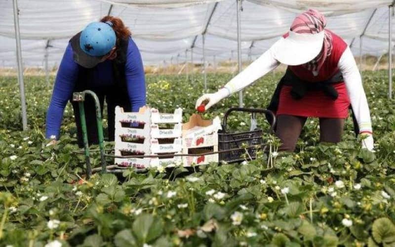 Moroccan Farm Workers Arrive in Spain for Harvest Season Amid COVID-19 Protocols