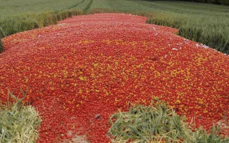 Moroccan Farmers Destroy Vegetable Crops Amid Plummeting Demand