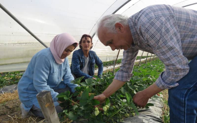 Moroccan Farmer's Eco-Friendly Methods Save Frost-Damaged Strawberries in France