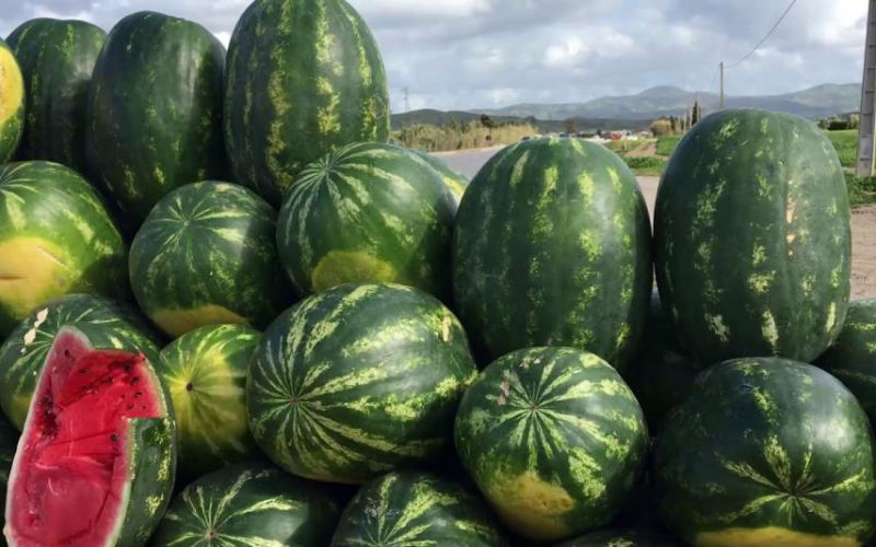 Moroccan Farmers Protest Watermelon Ban Amid Economic Struggles