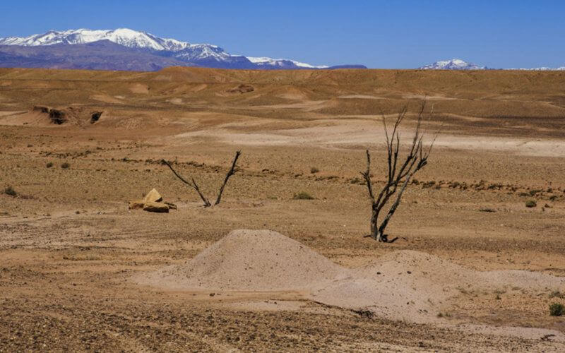 Moroccan Farmers Seek Urgent Aid as Drought Devastates Livestock Industry