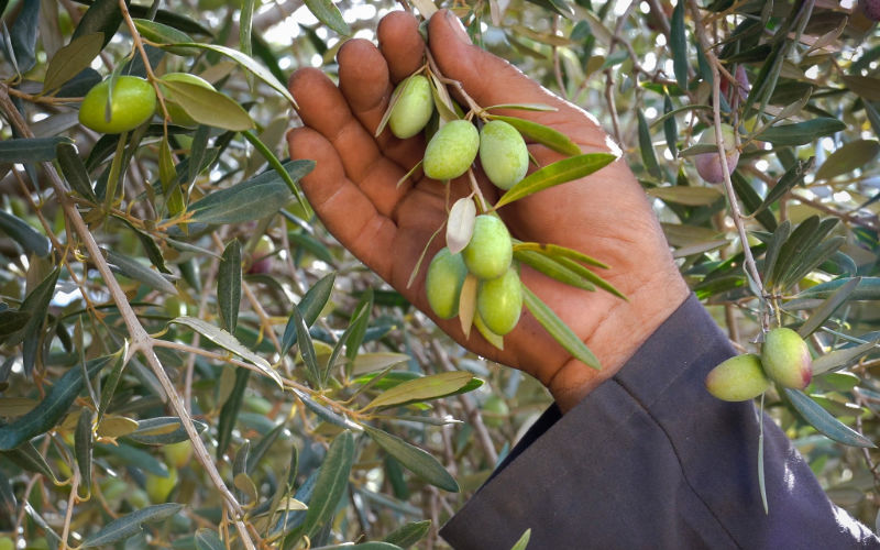 Moroccan Farmers Turn to Spanish Olive Varieties Amid Drought Crisis