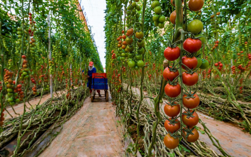 Moroccan Farmworker Dies from Heat Exhaustion in Spanish Greenhouse, Leaves Family Behind